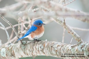Bluebird of Happiness