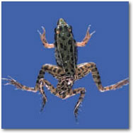 Frog Pollution pharma2