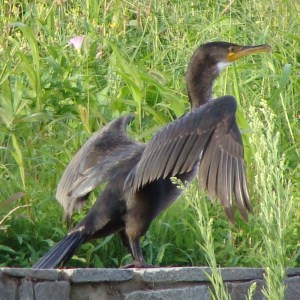 Cormorant Drying Its Wings