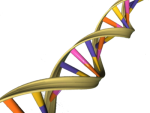 Gene 400px-DNA_Double_Helix