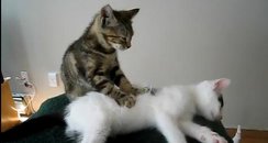cat-massage-1314024431-article-0