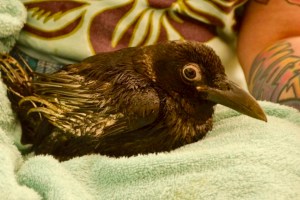 www.CAWinc.org rescued this injured crow